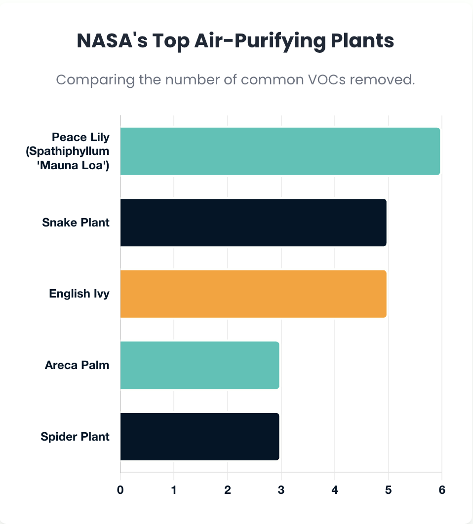 NASA's Top Air-Purifying Plants